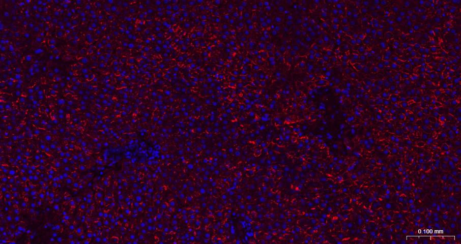 N-钙粘附分子重组兔单抗-bsm-52389R
