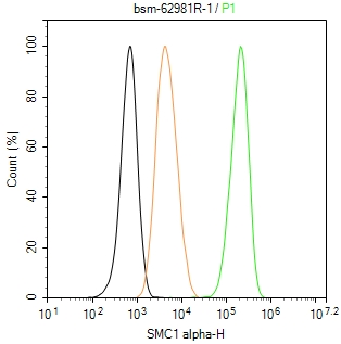 染色体结构维持蛋白质１α重组兔单抗-bsm-62981R