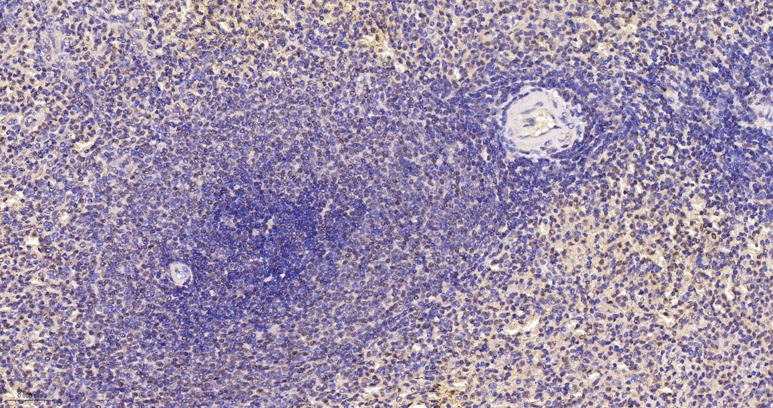 端粒结合蛋白2重组兔单抗-bsm-61777R