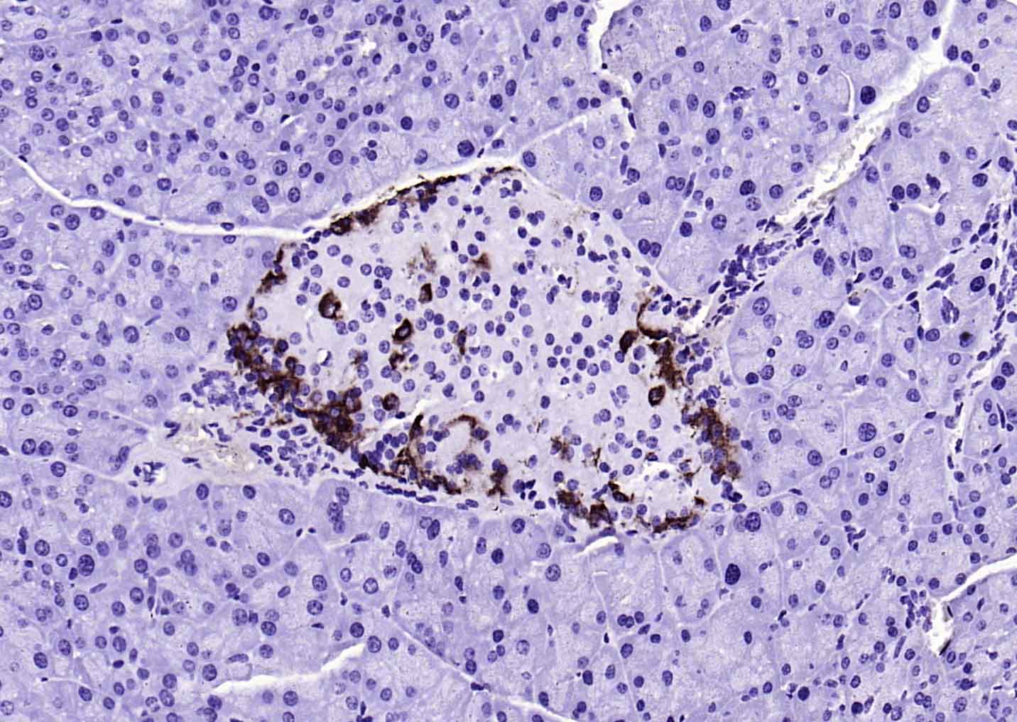 生物素标记的(ab)₂片段羊抗小鼠IgG H&L-bs-60296G-Bio