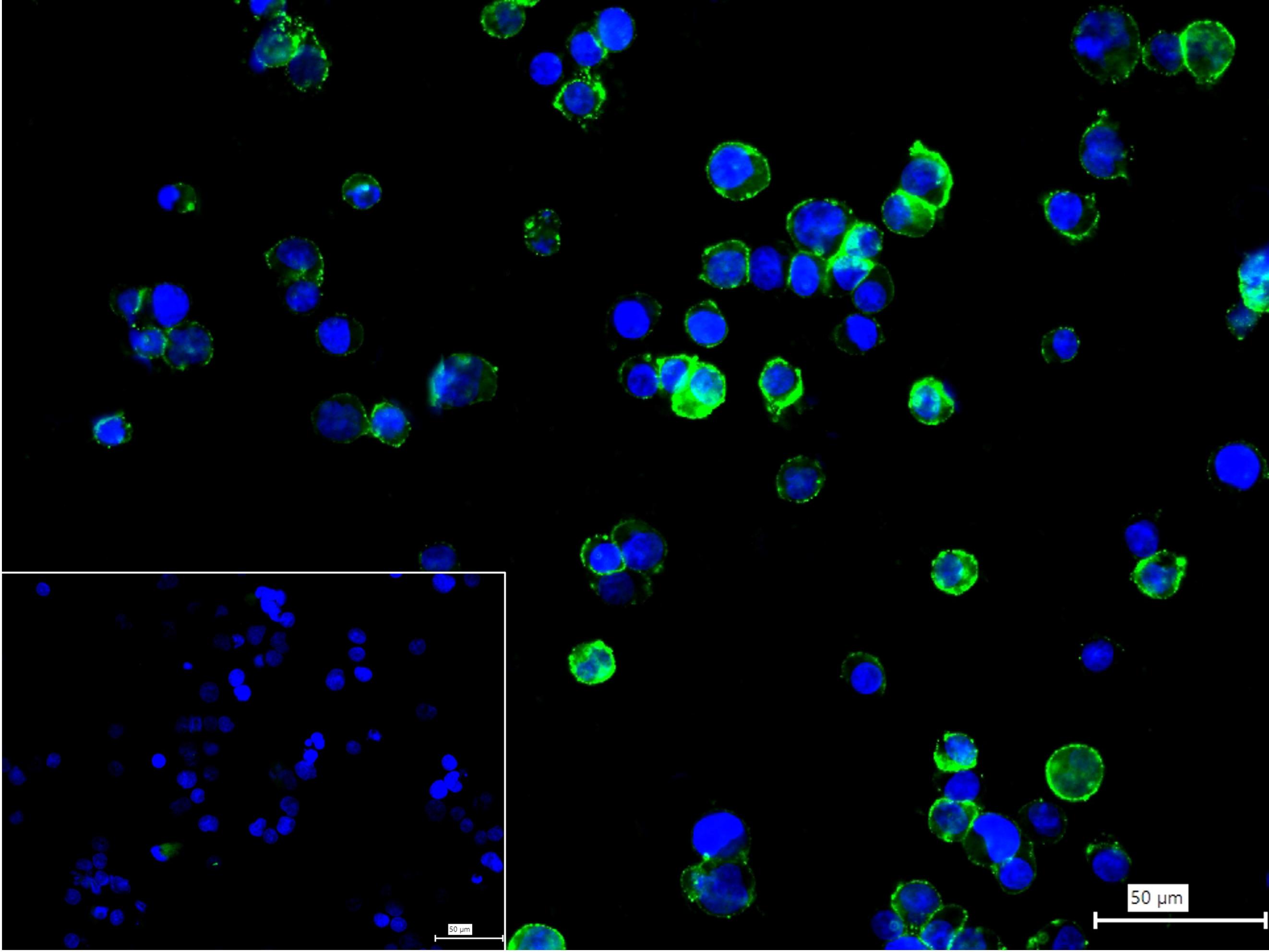 CD86重组兔单抗-bsm-52375R