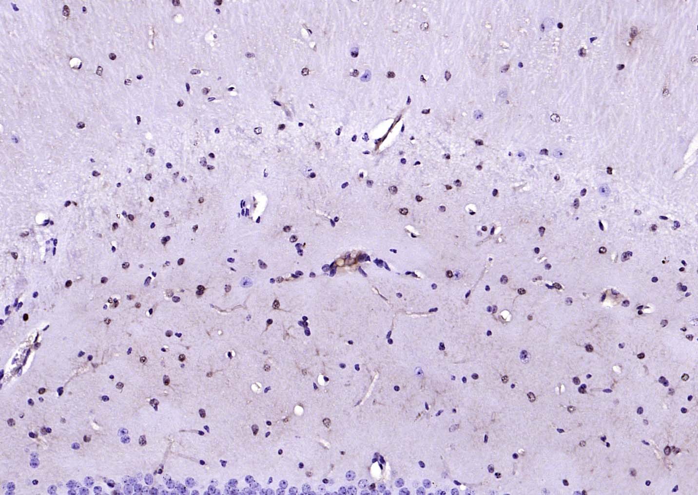 生物素标记的(ab)₂片段羊抗小鼠IgG H&L-bs-60296G-Bio