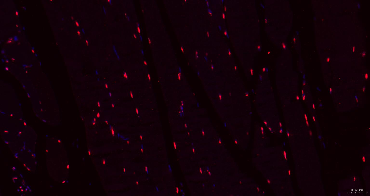 组蛋白H1.0重组兔单抗-bsm-52095R