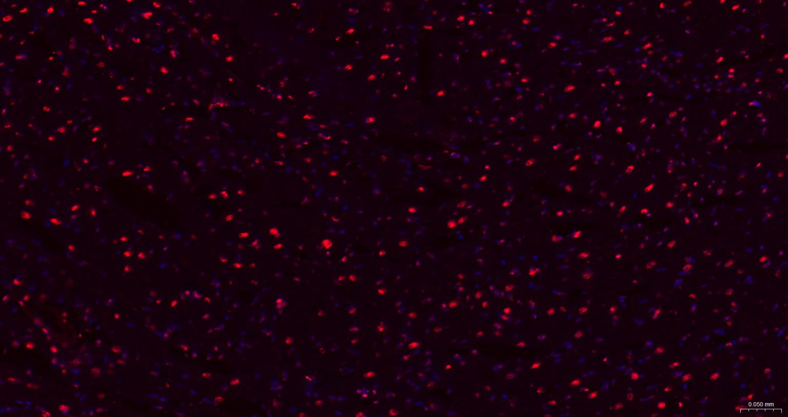 组蛋白H1.0重组兔单抗-bsm-52095R