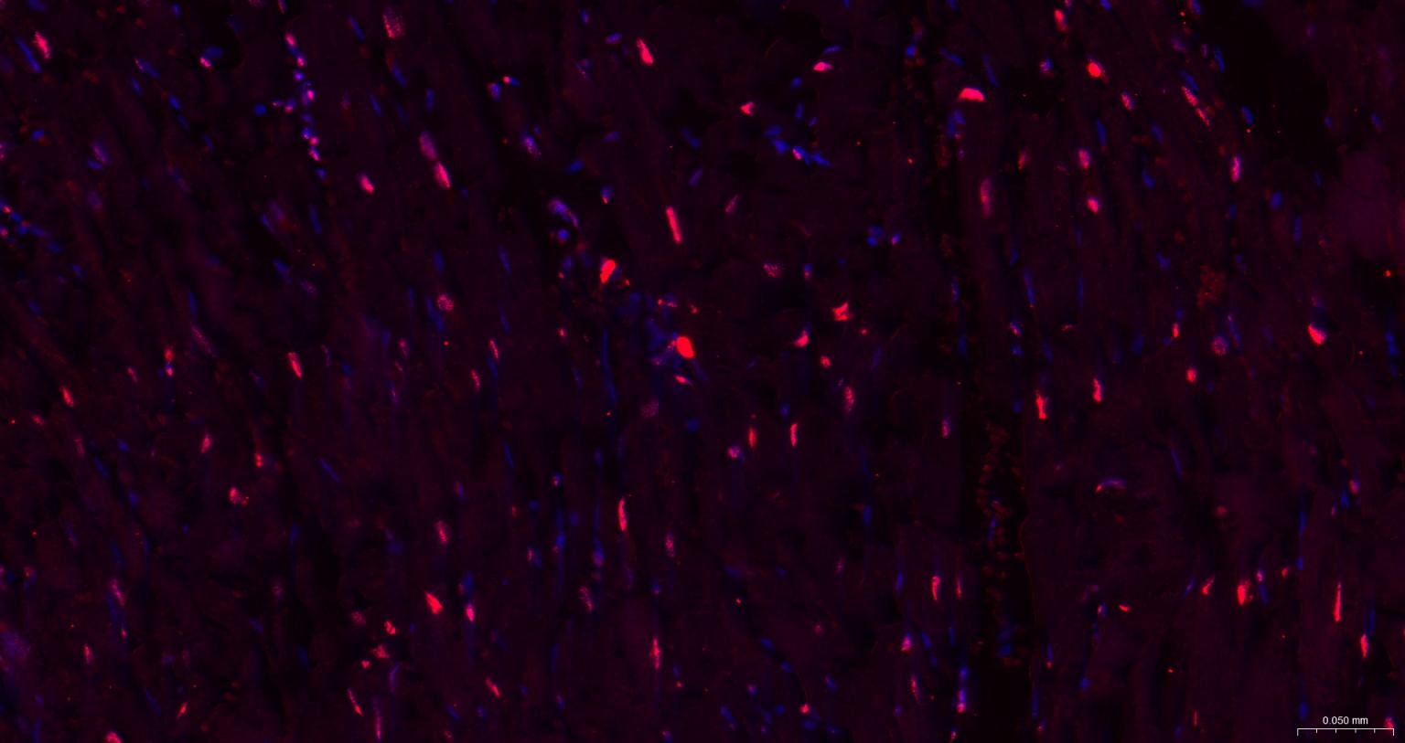 组蛋白H1.0重组兔单抗-bsm-52095R