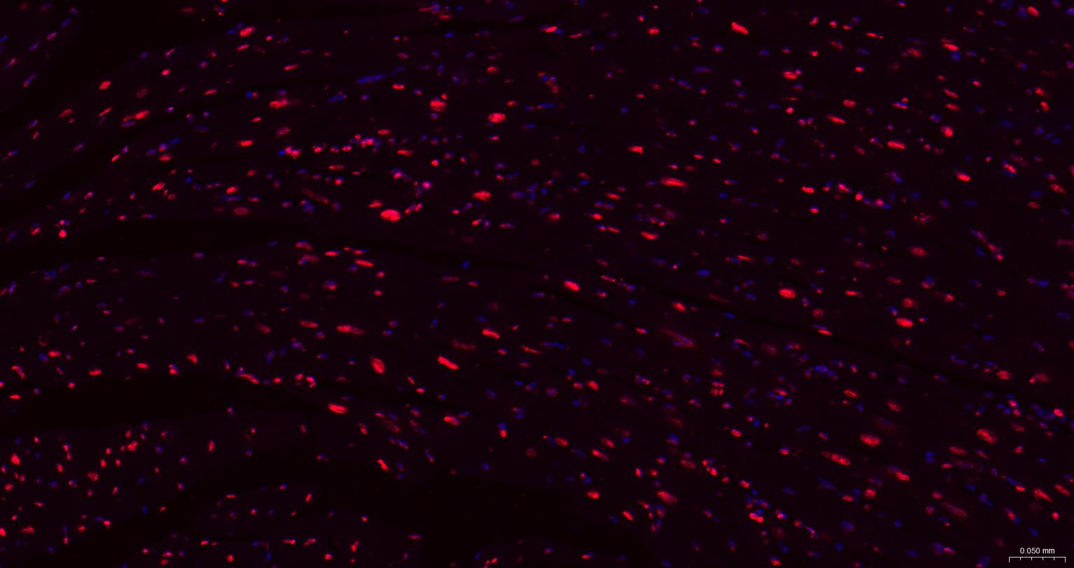 组蛋白H1.0重组兔单抗-bsm-52095R
