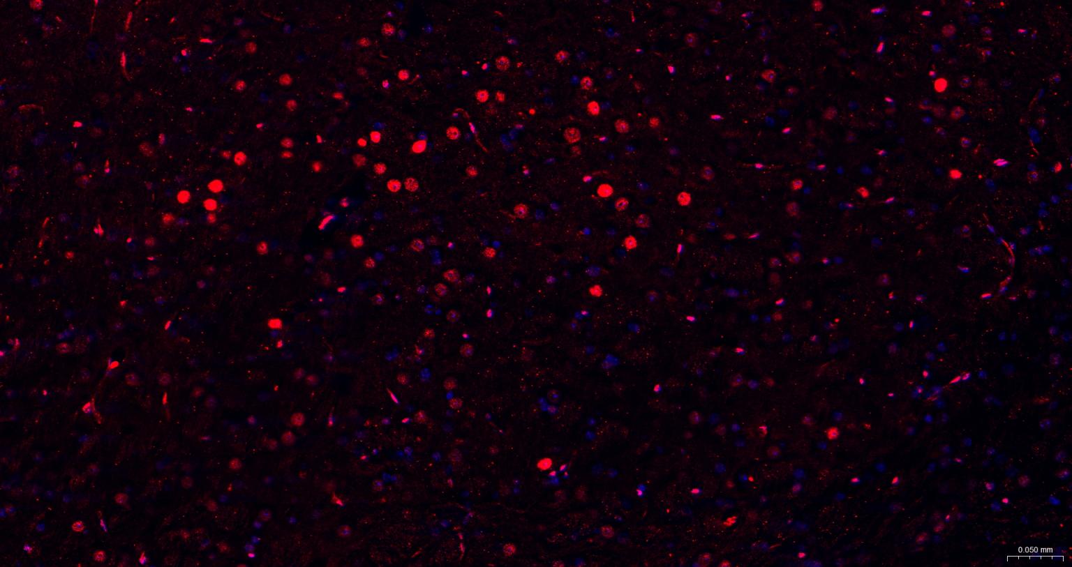 胚胎干细胞关键蛋白1重组兔单抗-bsm-63240R