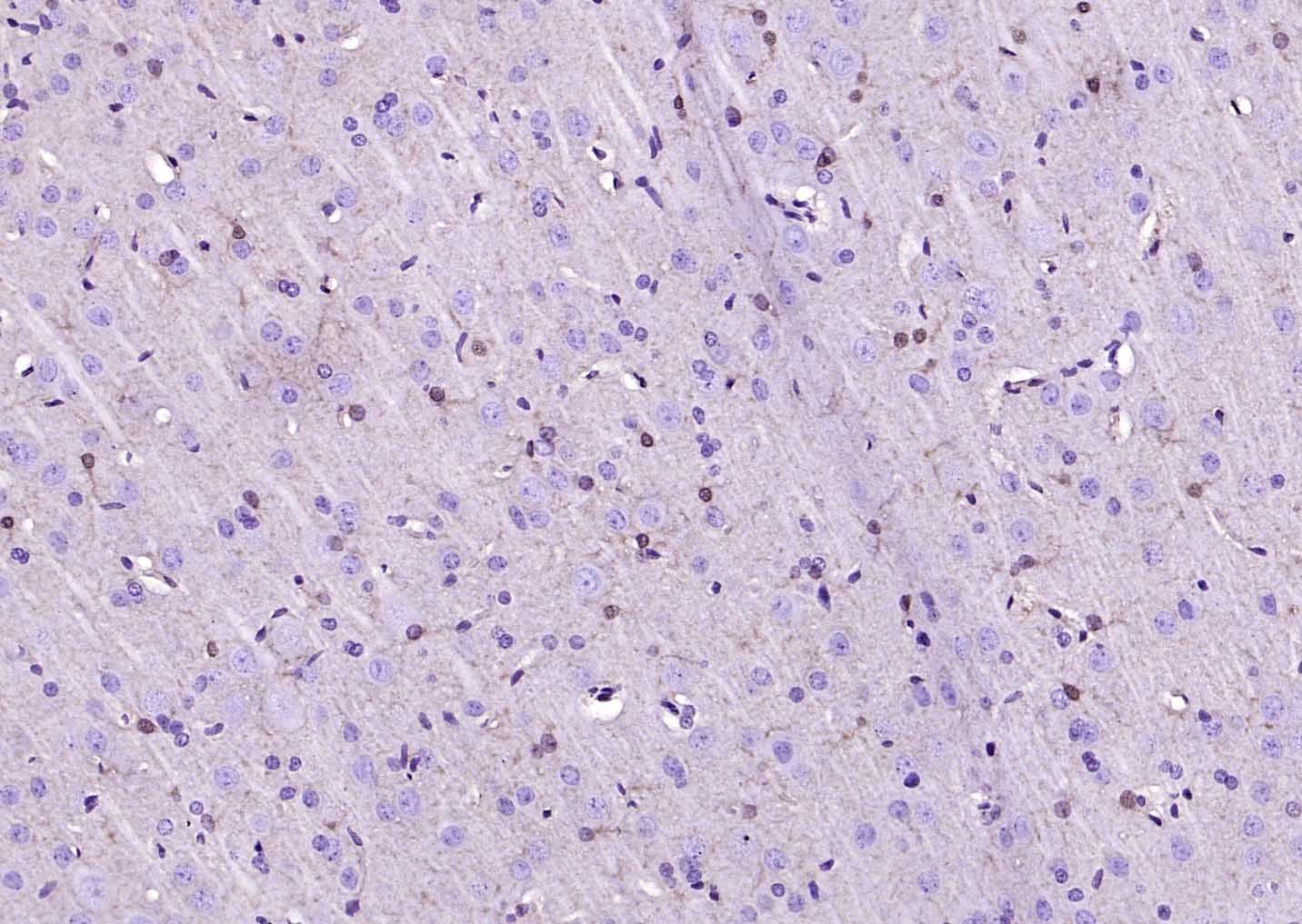 生物素标记的(ab)₂片段羊抗小鼠IgG H&L-bs-60296G-Bio