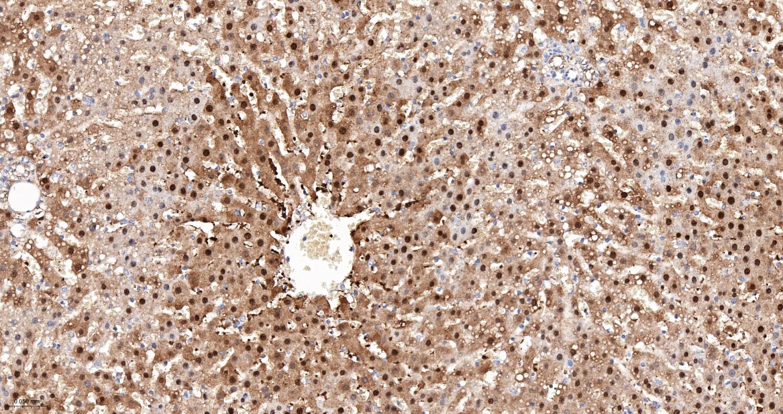 ALKBH1蛋白重组兔单抗-bsm-61168R