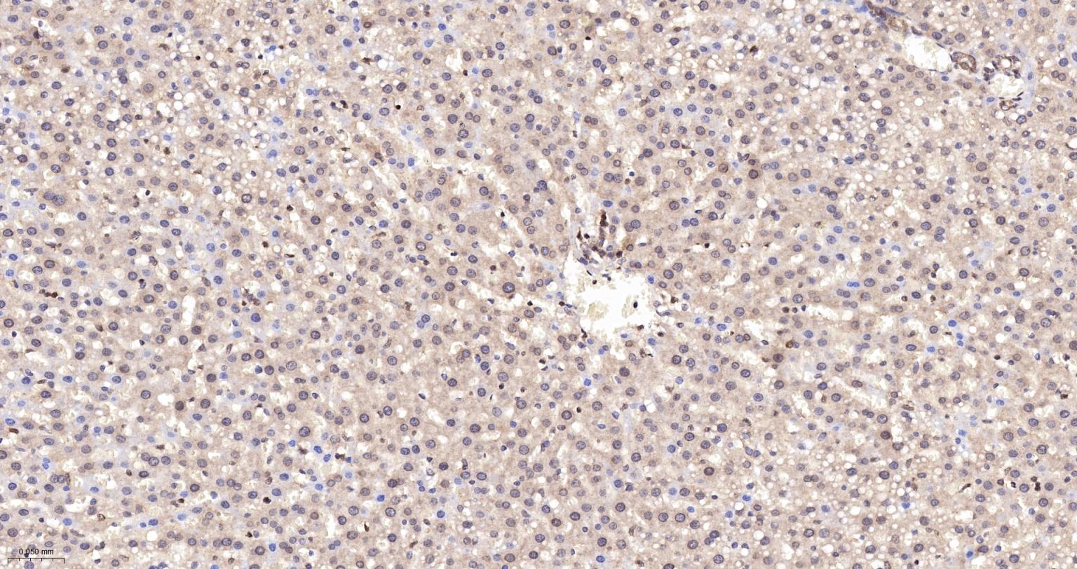 泛素蛋白连接酶E2I重组兔单抗-bsm-61225R