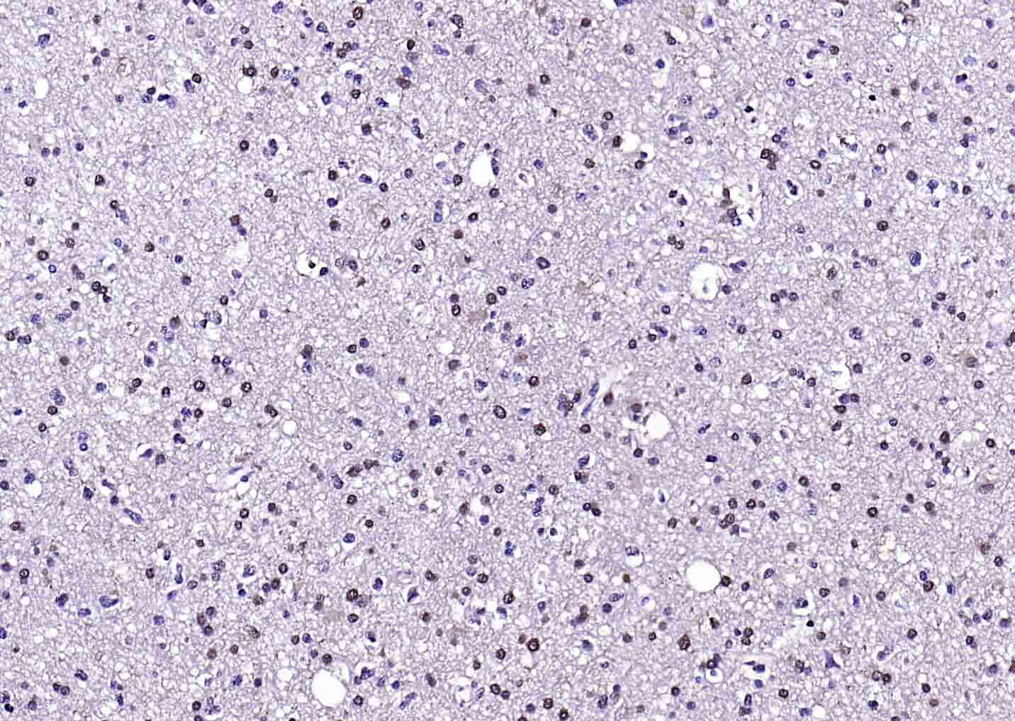 生物素标记的(ab)₂片段羊抗小鼠IgG H&L-bs-60296G-Bio