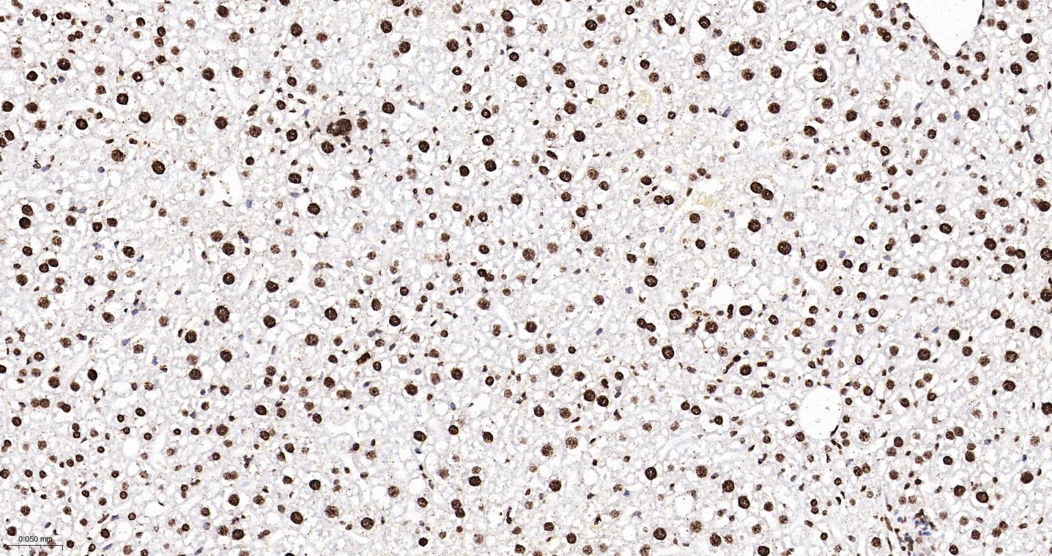 组蛋白H4重组兔单抗-bsm-52111R