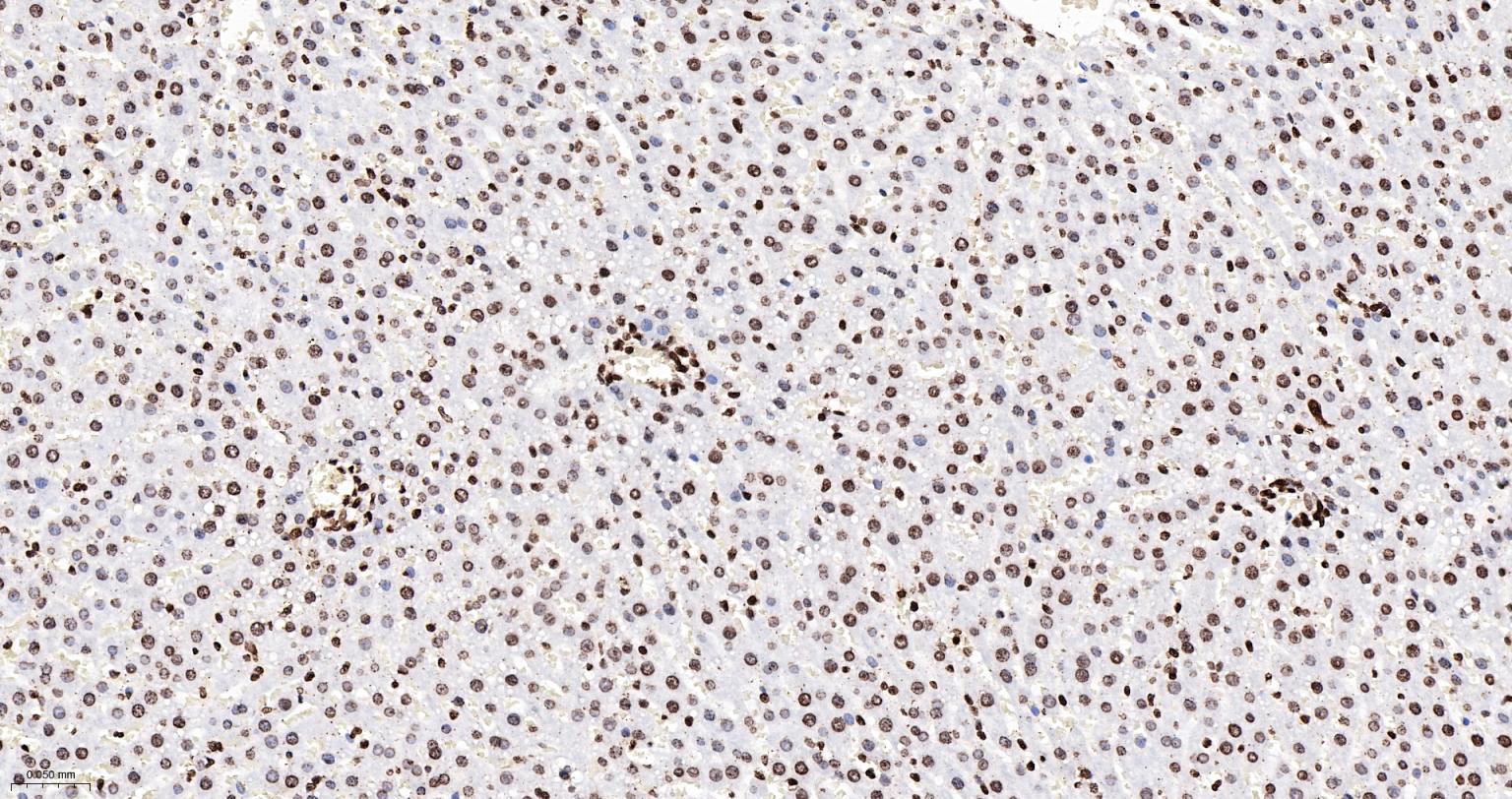 组蛋白H4重组兔单抗-bsm-52111R