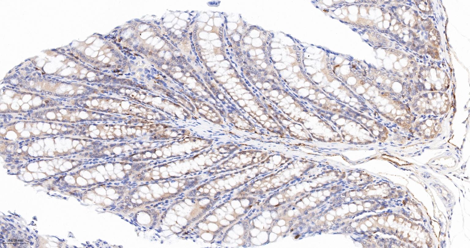 Caspase-6重组兔单抗-bsm-52503R