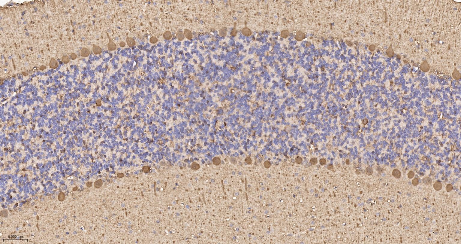 钙结合蛋白D28K重组兔单抗-bsm-60713R