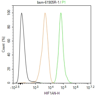 缺氧诱导因子1α抑制蛋白/HIF1AN重组兔单抗-bsm-61905R