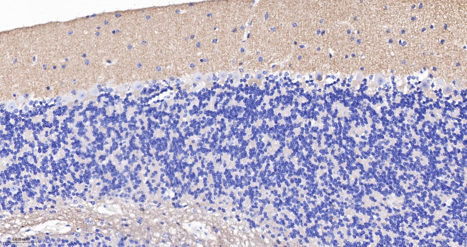 神经细胞粘附分子1重组兔单抗-bsm-52824R