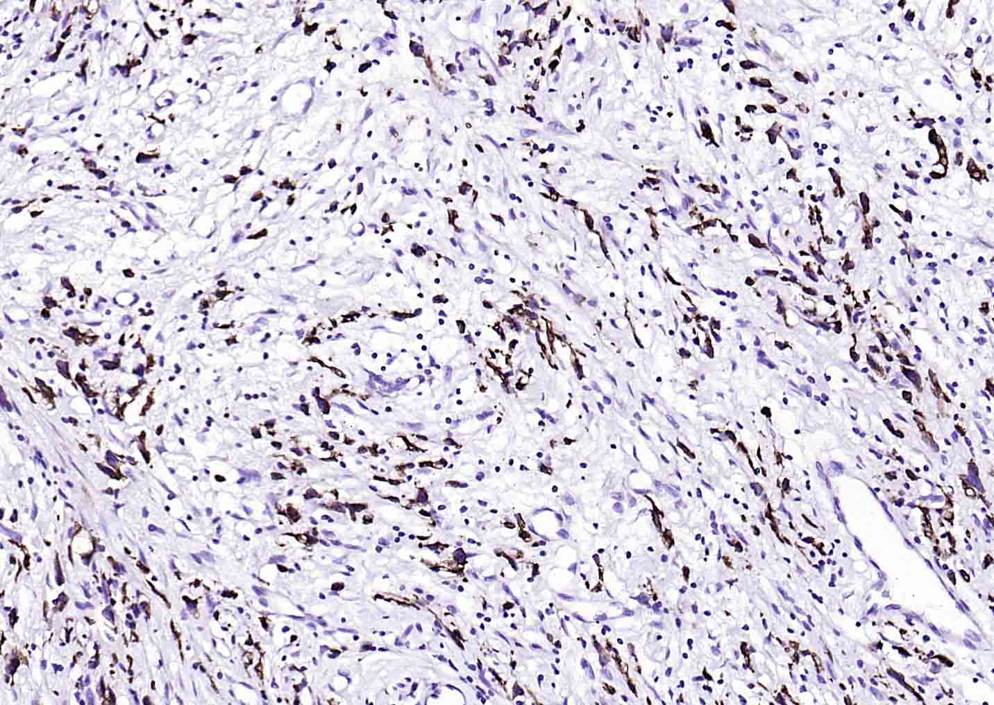 生物素标记的(ab)₂片段羊抗小鼠IgG H&L-bs-60296G-Bio