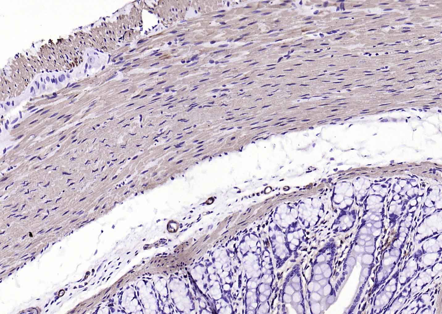 生物素标记的(ab)₂片段羊抗小鼠IgG H&L-bs-60296G-Bio