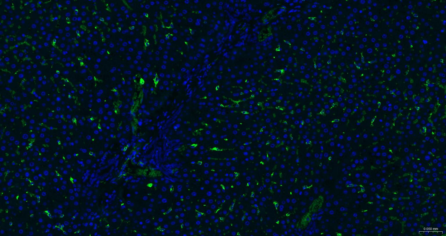 CD163重组兔单抗-bsm-54015R