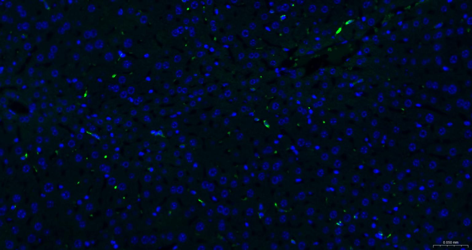 CD163重组兔单抗-bsm-54015R