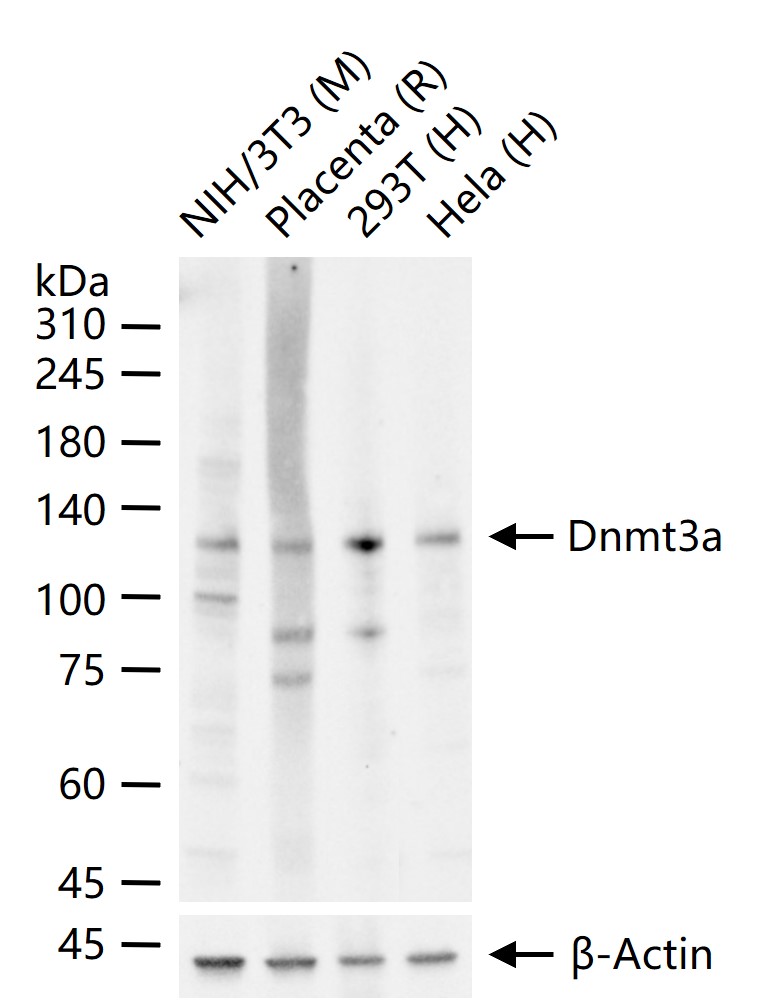 DNA甲基转移酶-3α重组兔单抗-bsm-61213R