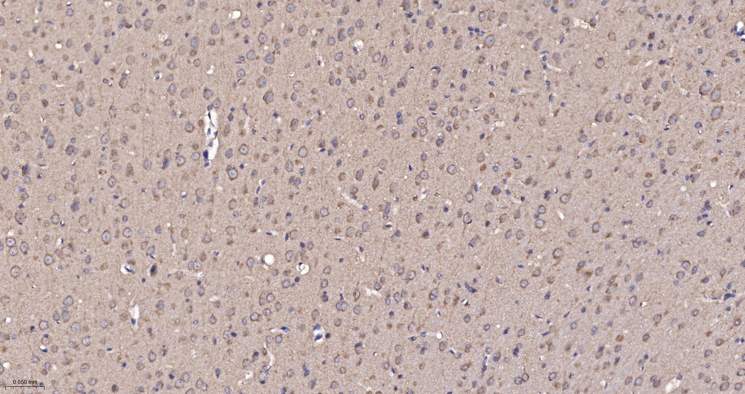 线粒体硫氧还蛋白2重组兔单抗-bsm-61794R