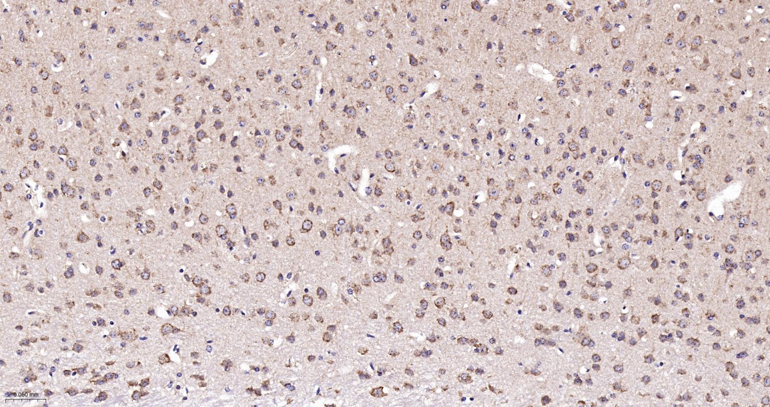 线粒体硫氧还蛋白2重组兔单抗-bsm-61794R