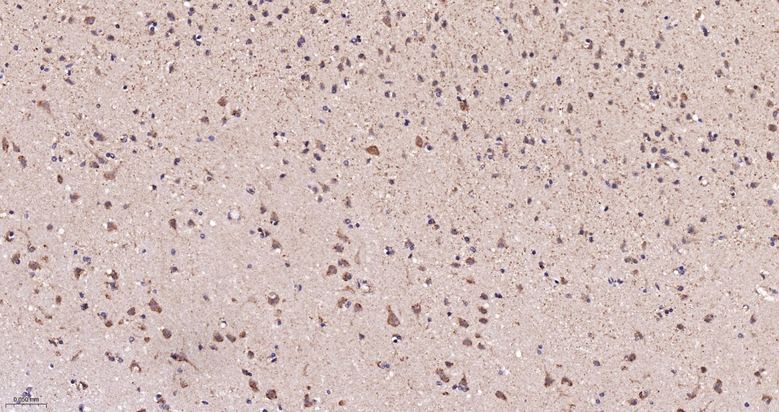 线粒体硫氧还蛋白2重组兔单抗-bsm-61794R