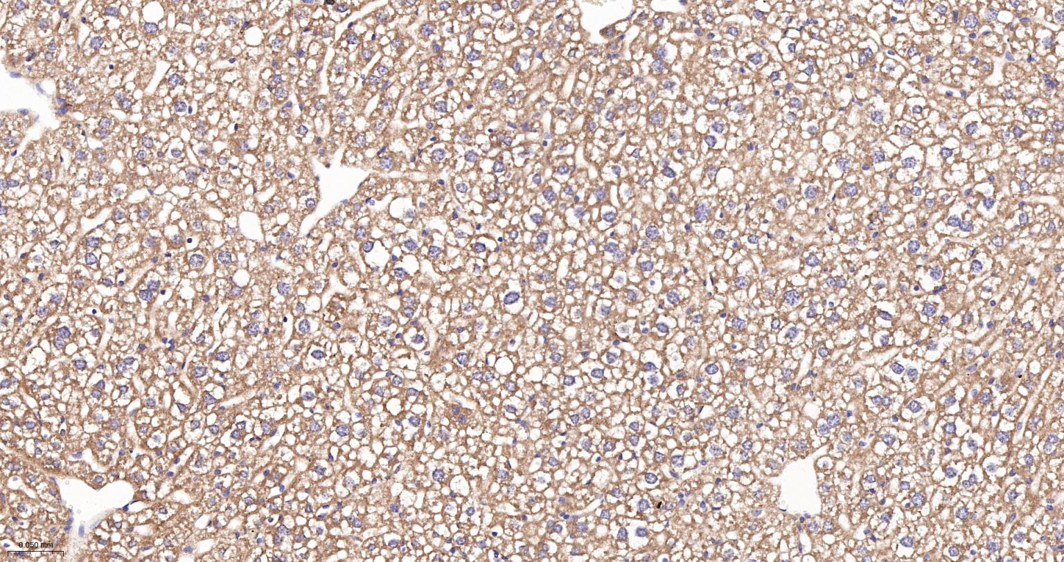 线粒体硫氧还蛋白2重组兔单抗-bsm-61794R