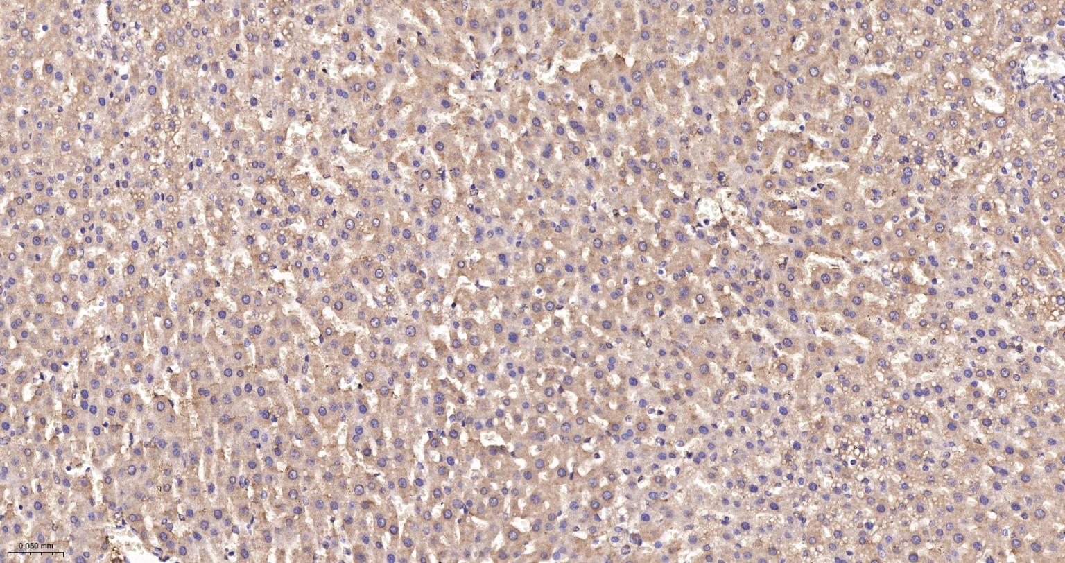 线粒体硫氧还蛋白2重组兔单抗-bsm-61794R