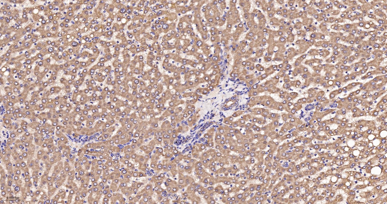线粒体硫氧还蛋白2重组兔单抗-bsm-61794R