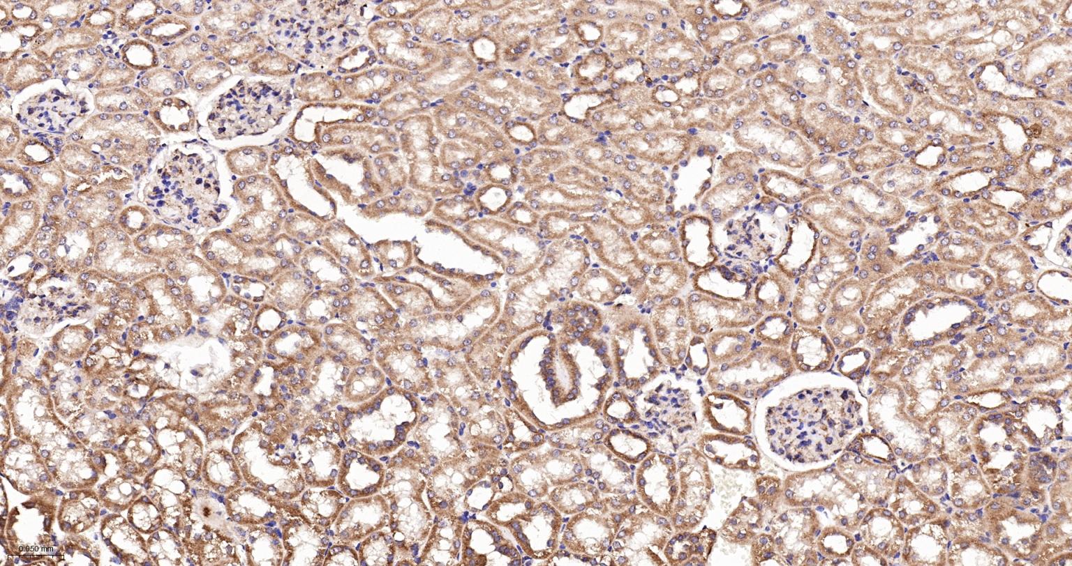 线粒体硫氧还蛋白2重组兔单抗-bsm-61794R