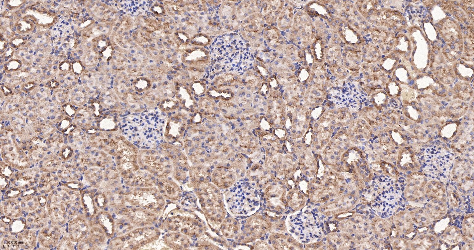 线粒体硫氧还蛋白2重组兔单抗-bsm-61794R