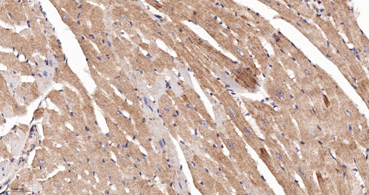 线粒体硫氧还蛋白2重组兔单抗-bsm-61794R