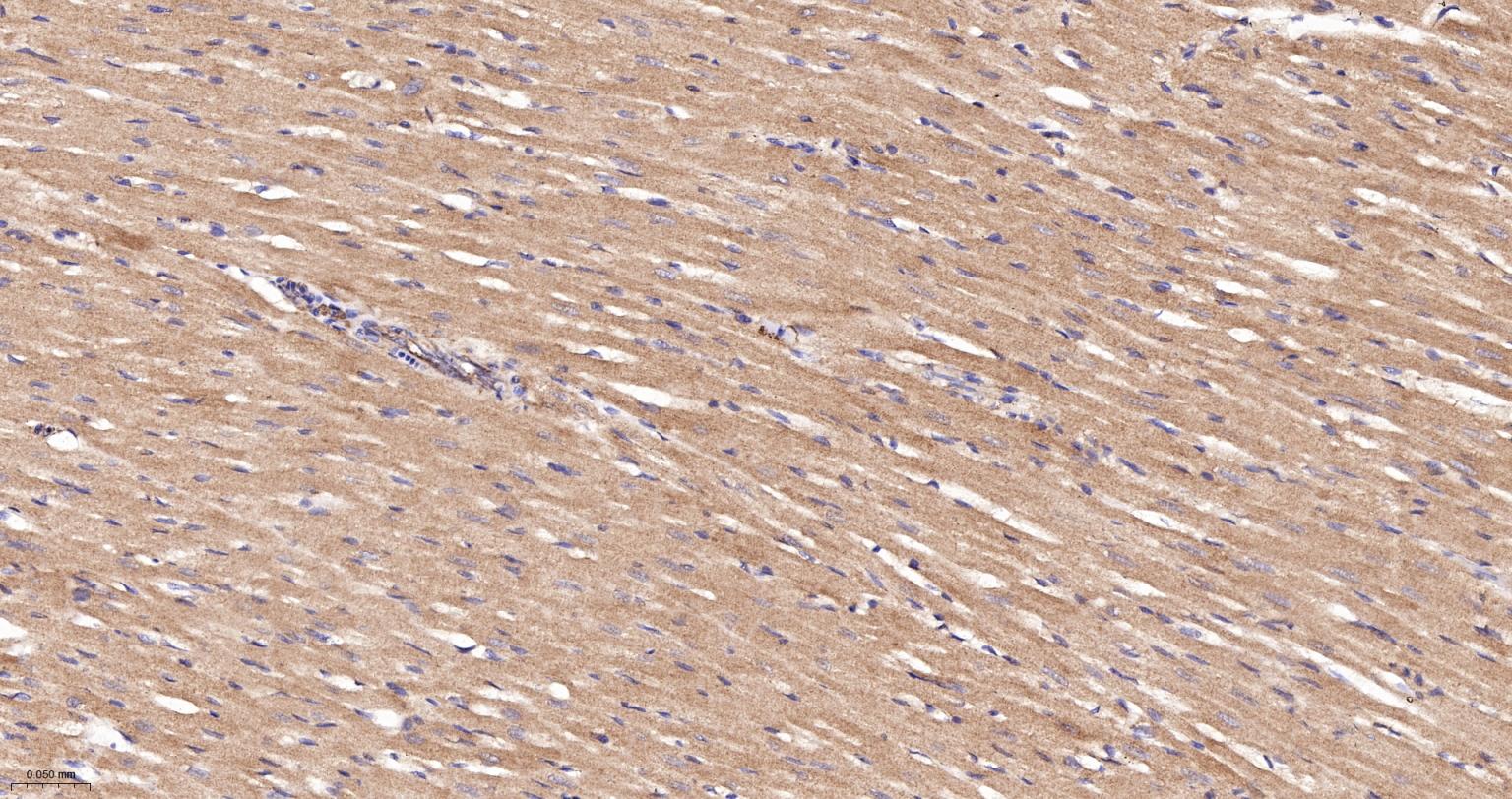 线粒体硫氧还蛋白2重组兔单抗-bsm-61794R