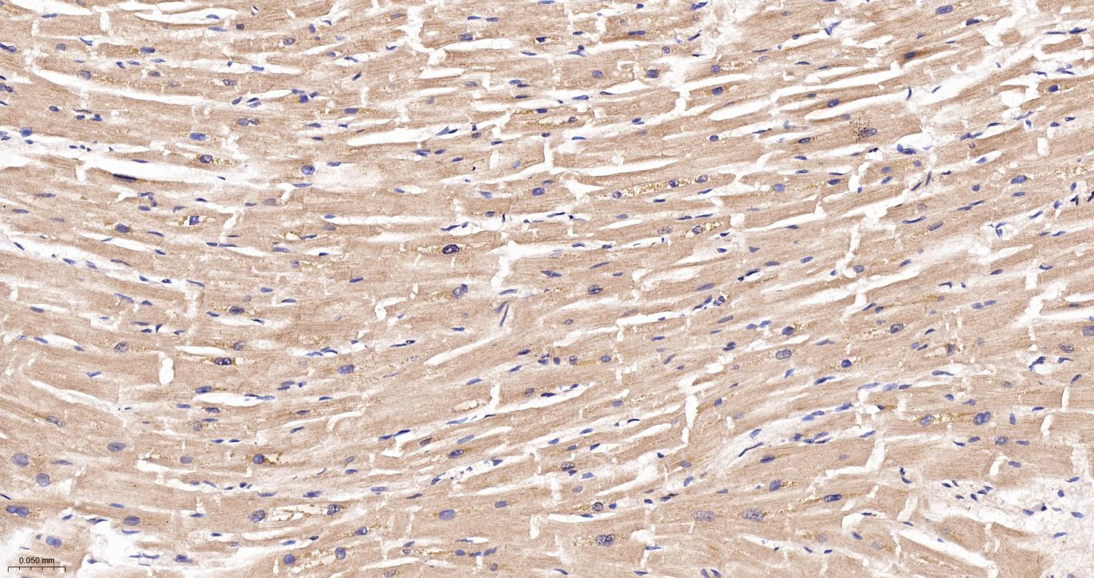 线粒体硫氧还蛋白2重组兔单抗-bsm-61794R