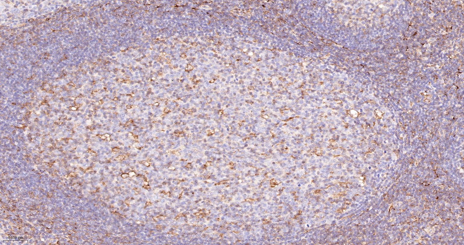 CD84重组兔单抗-bsm-62503R