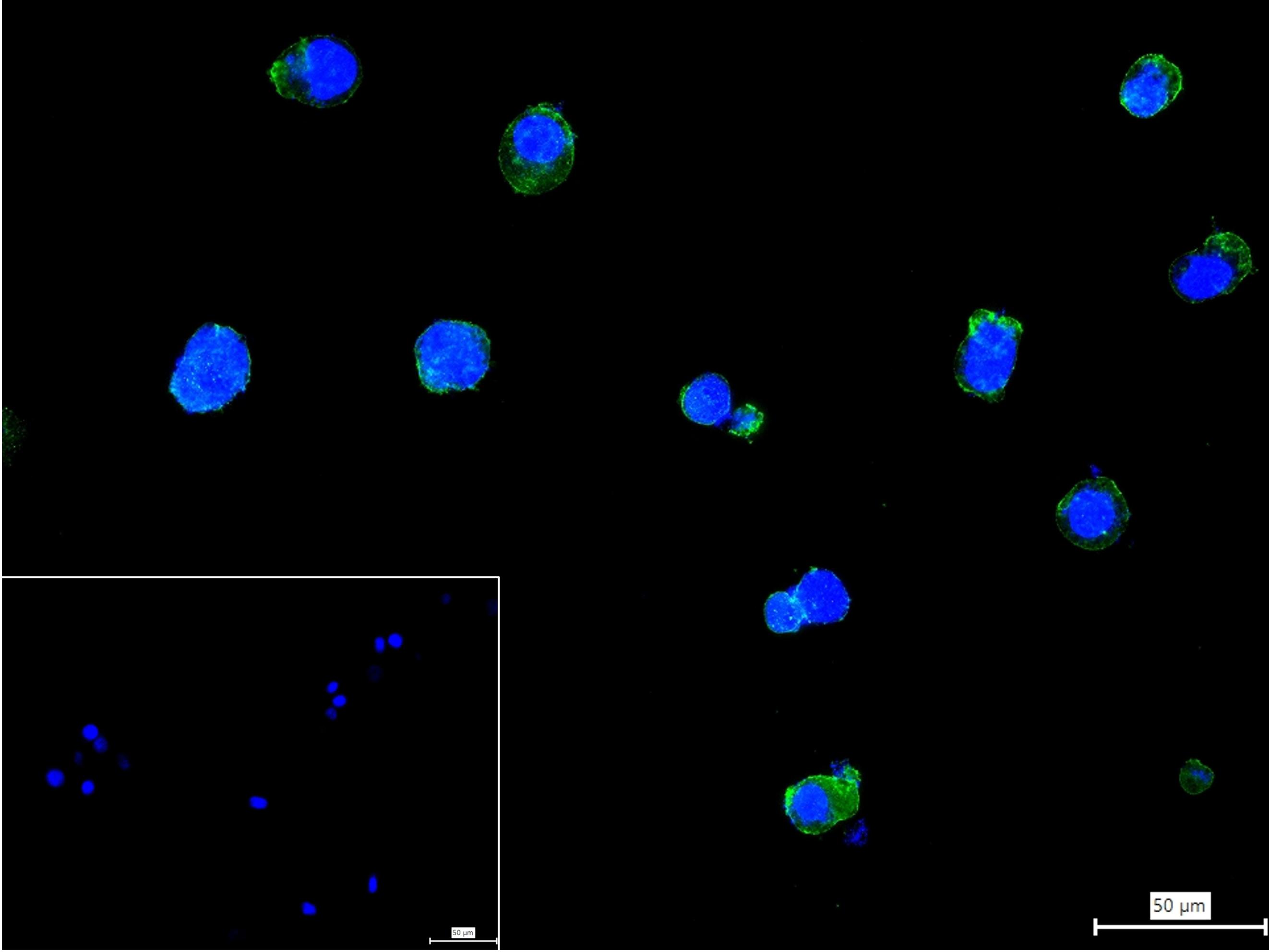 CD86重组兔单抗-bsm-43589R