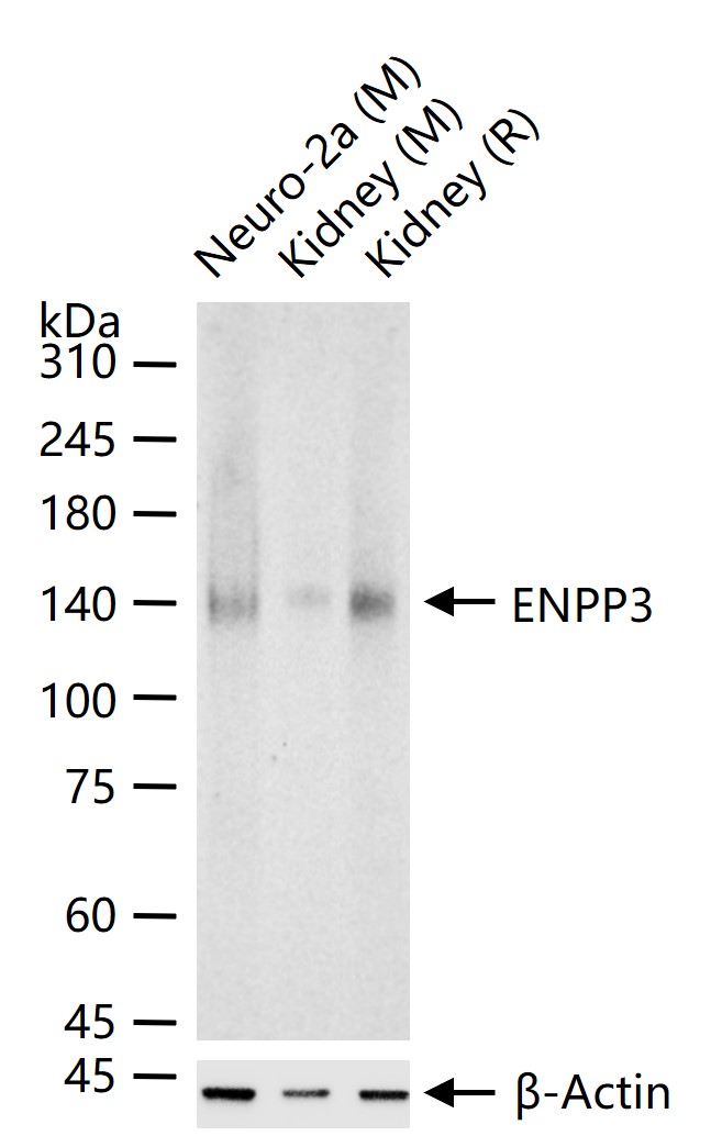 ENPP3蛋白抗体-bsm-54812R