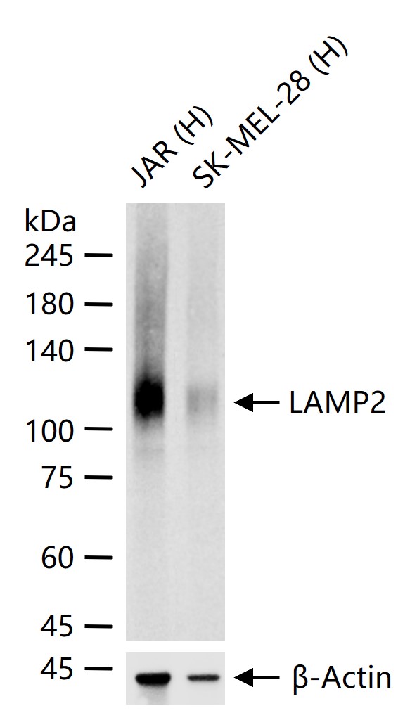 溶酶体相关膜蛋白2（CD107B）重组兔单抗-bsm-61207R
