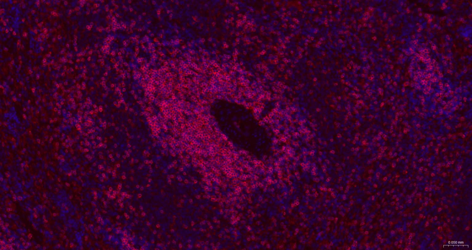 CD3/CD3-ε重组兔单抗-bsm-60002R