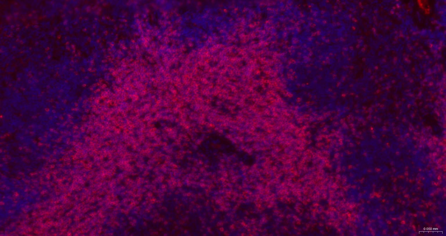 CD3/CD3-ε重组兔单抗-bsm-60002R