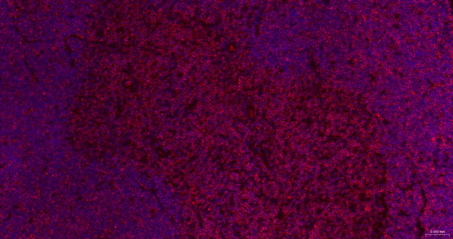 CD3/CD3-ε重组兔单抗-bsm-60002R