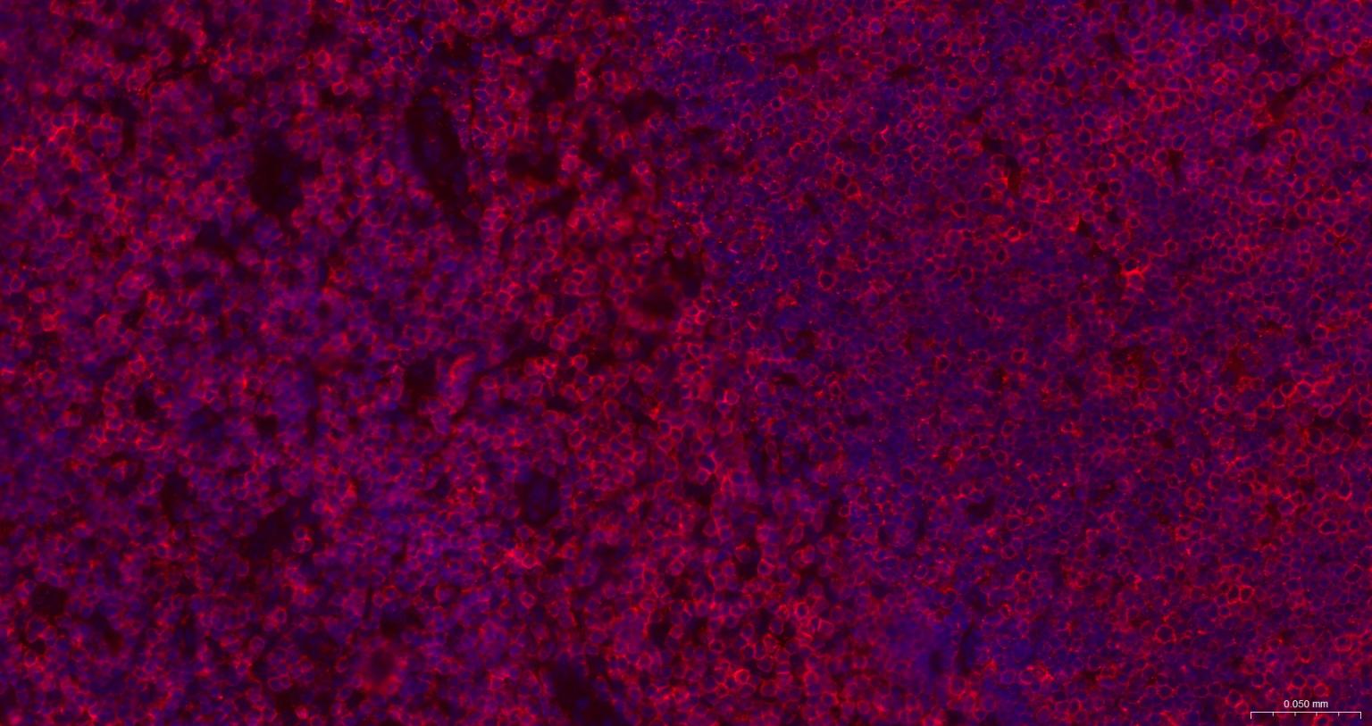 CD3/CD3-ε重组兔单抗-bsm-60002R