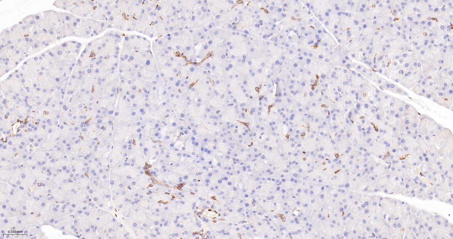 环氧合酶2重组兔单抗-bsm-52502R