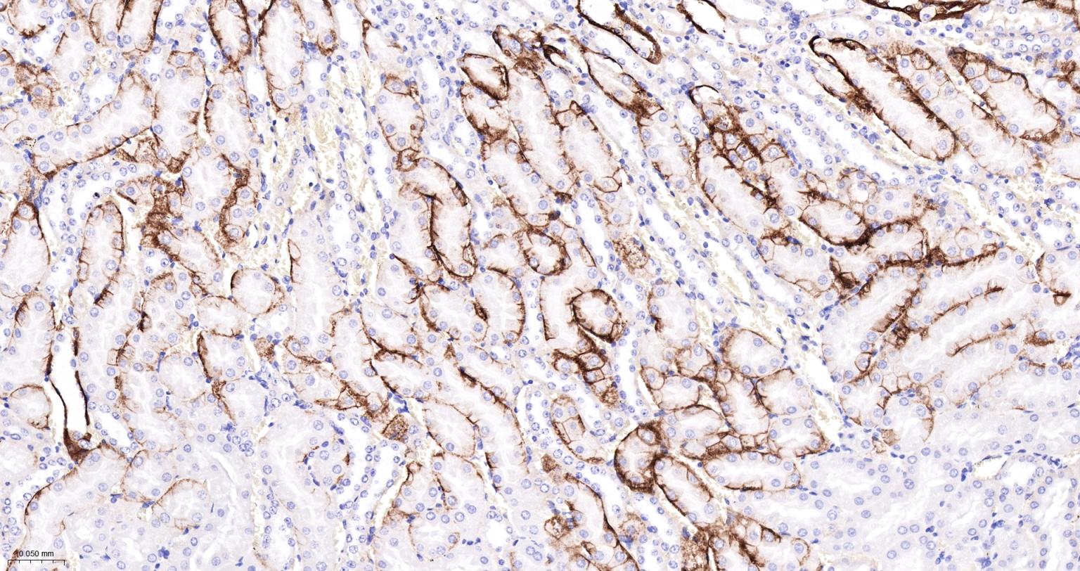 水通道蛋白4重组兔单抗-bsm-61035R
