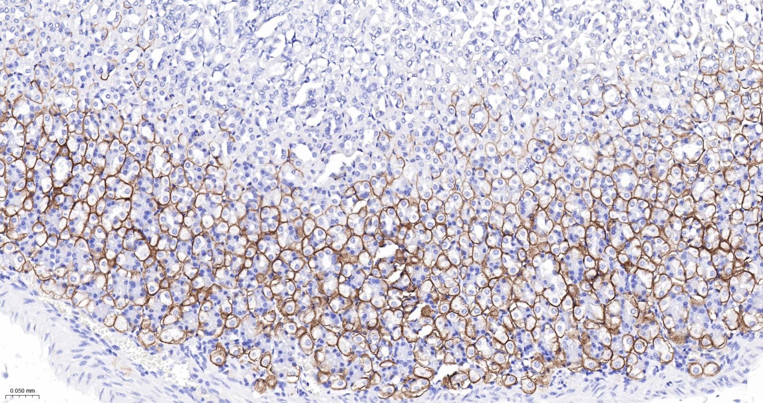 水通道蛋白4重组兔单抗-bsm-61035R