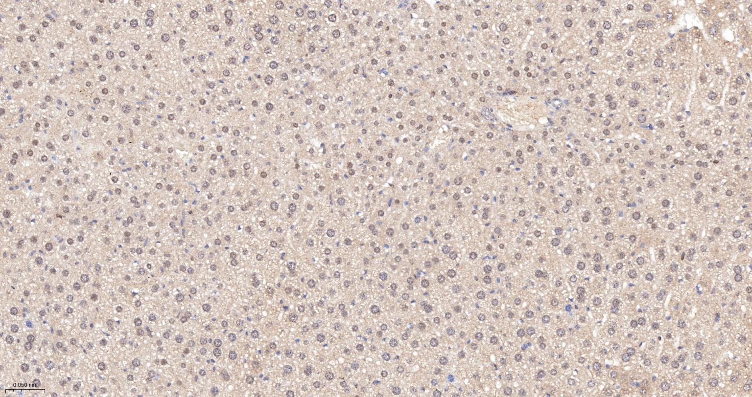 异质核糖核蛋白Q重组兔单抗-bsm-61971R