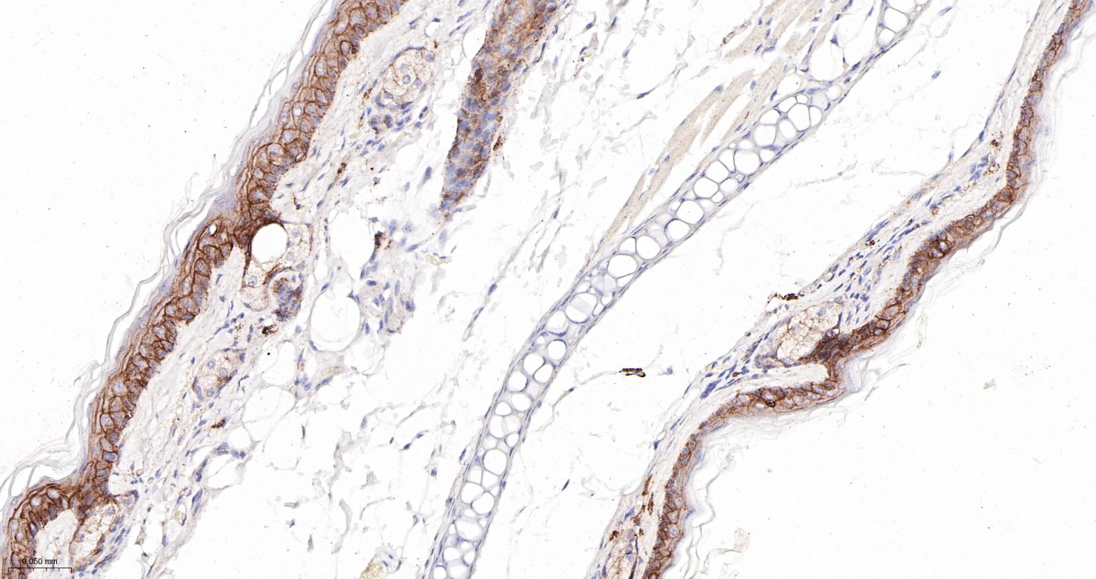 连环蛋白delta-1重组兔单抗-bsm-60229R
